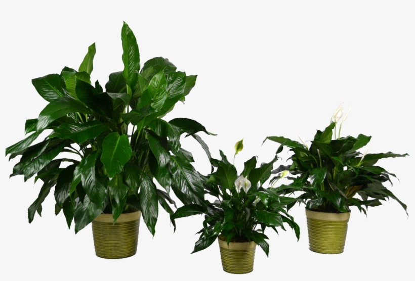 Transparent Blooming Bromeliads Plants, transparent png download