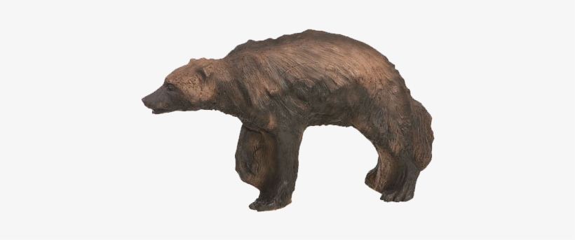 Each Animal Will Have Scoring Rings On The Body, Usually - American Black Bear, transparent png download