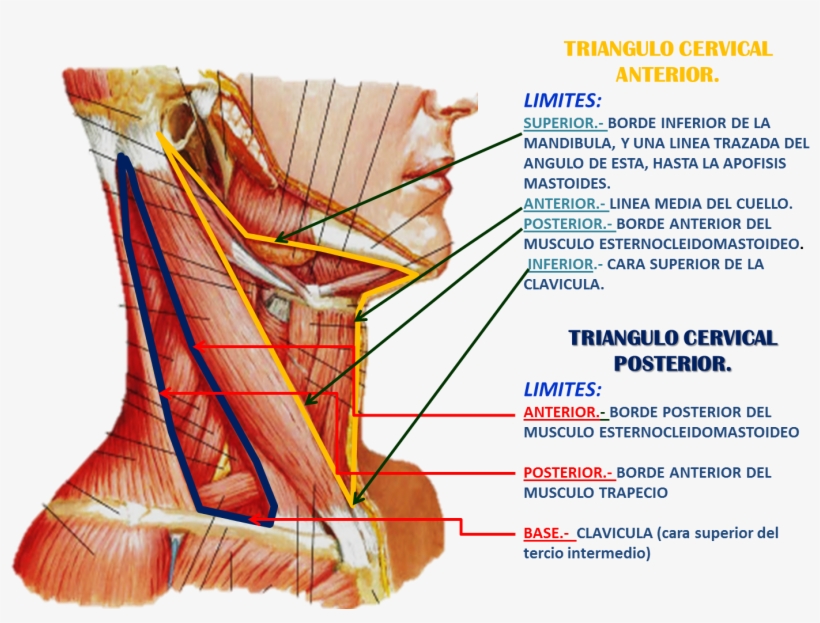 Triangulos Del Cuello - Musculo De La Garganta, transparent png download