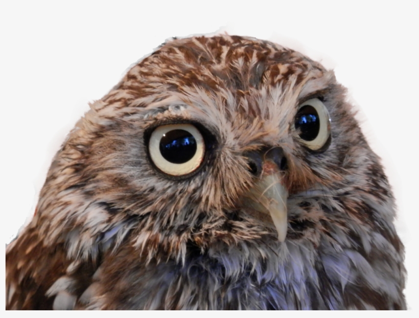 Owl Png - Little Owl Png, transparent png download