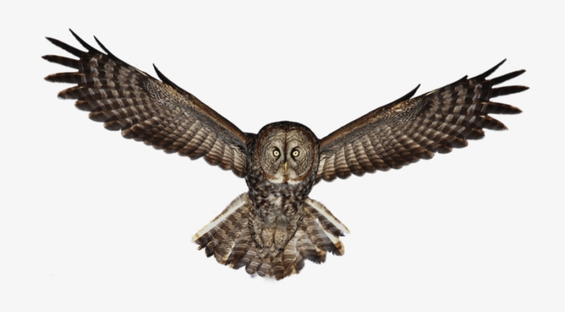 Owl Png, Gray Owl, Owl Pictures, Owl Patterns, Great - Owl Png, transparent png download