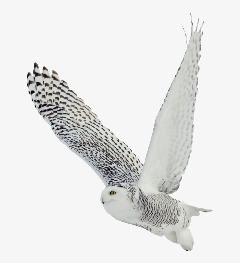 Download - Arctic Birds White Background, transparent png download