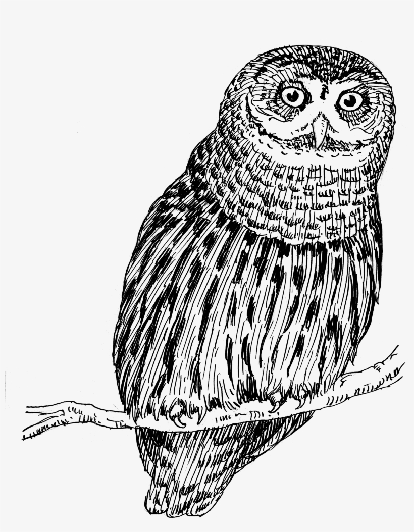 Owl 1557 - Owl Drawing Png, transparent png download
