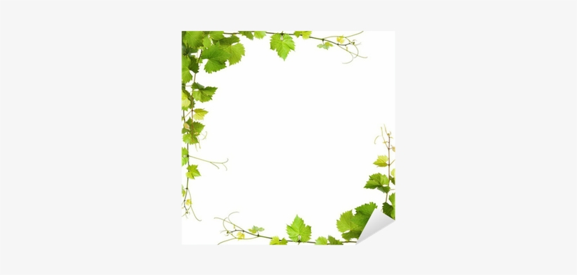 Bunch Of Green Vine Leaves And Grapes Vine Sticker - Wine Leaves Background, transparent png download