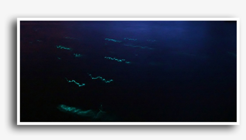 Glow Worms Are Seasonal, Their Mating Displays Only - Fish, transparent png download