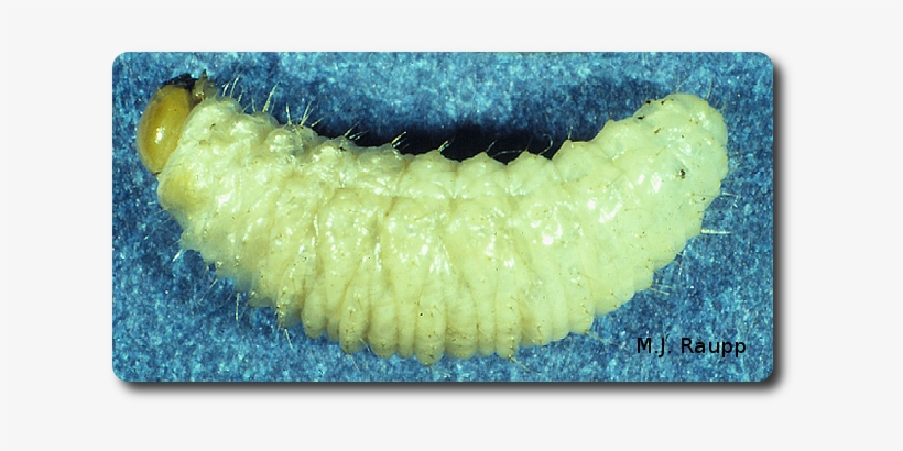 Legless Black Vine Weevil Grubs Can Murder Small Trees - Vine Weevil, transparent png download