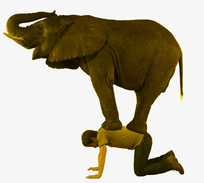 Why Use It Noene ® - Elephant Side View, transparent png download