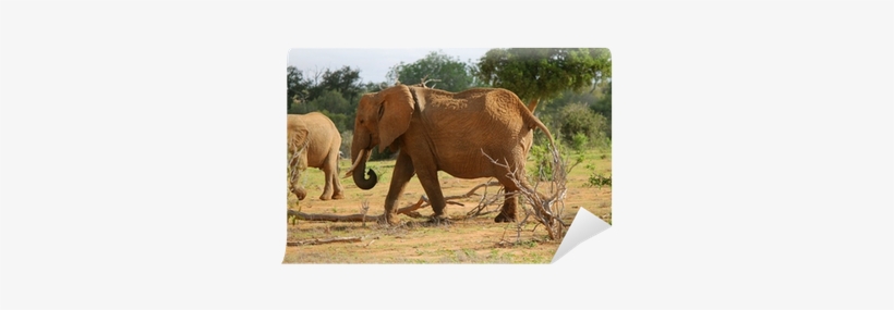 Elephant, transparent png download