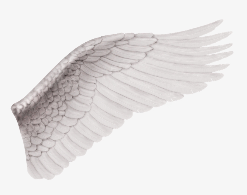 Ritual I Alas - Ala De Angel Derecha, transparent png download