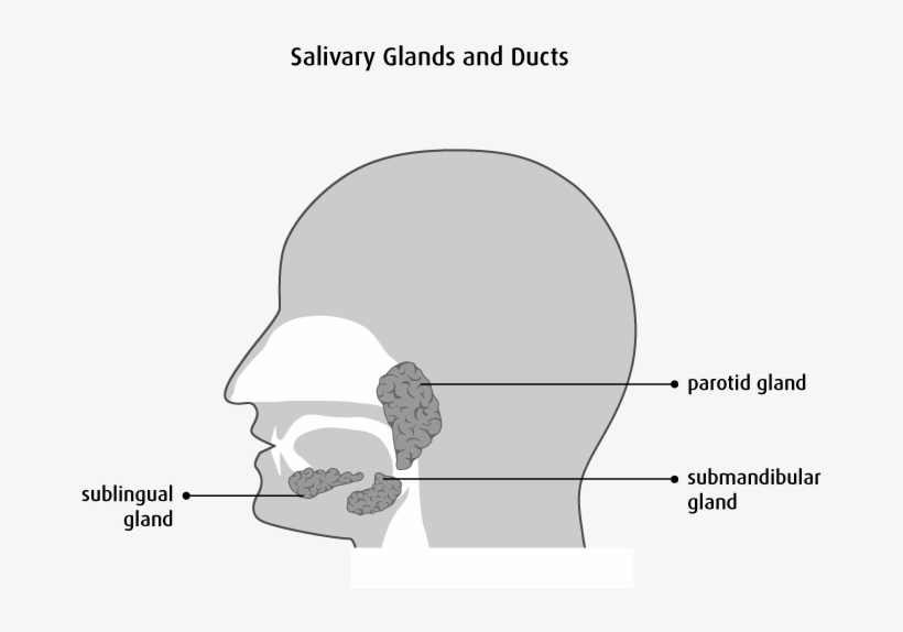 They Make And Release A Fluid Called Saliva - Salivary Gland, transparent png download