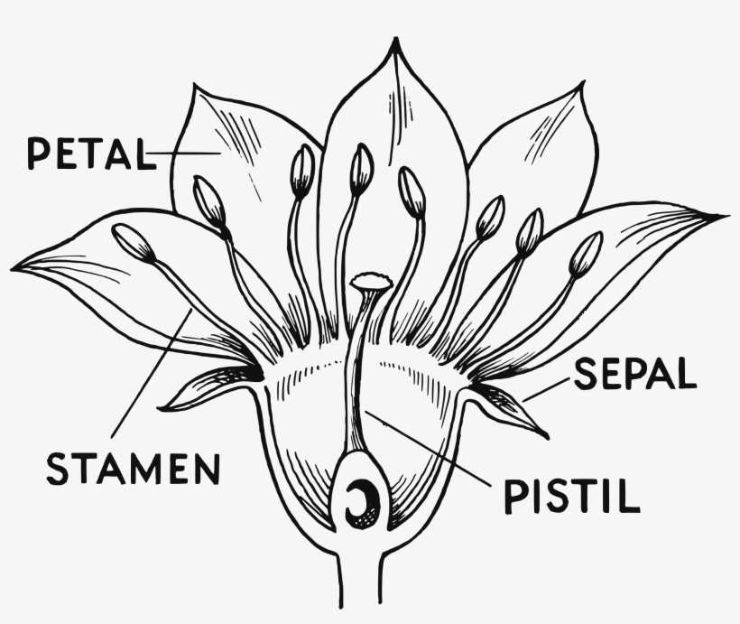 Flower Parts Icons Png - Different Part Of Flower, transparent png download