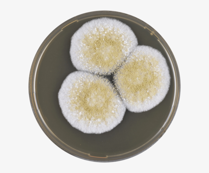 Aspergillus Avenaceus Meaox - Aspergillus Avenaceus, transparent png download