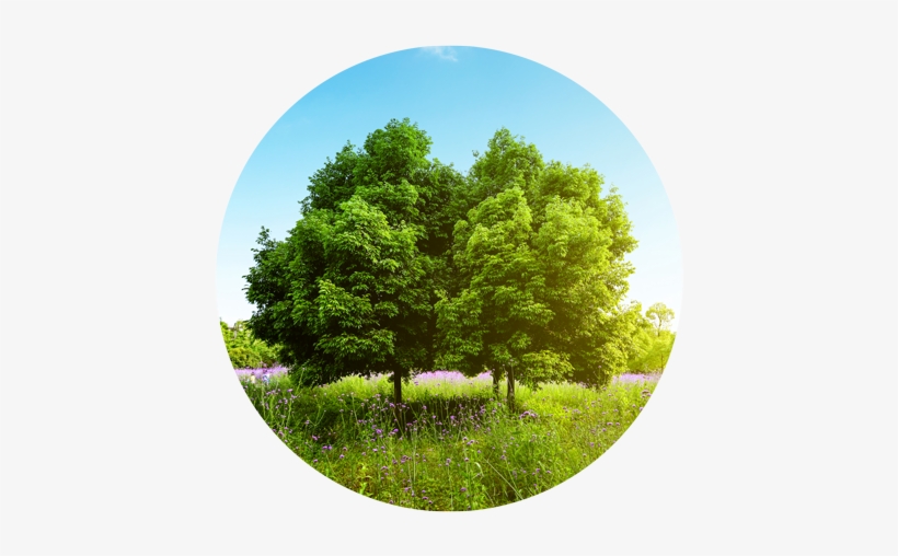 Beautiful-tree - Laptop, transparent png download