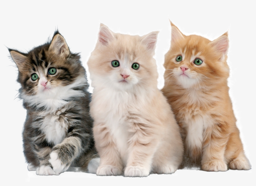 Gatos - Gatos Con Fondo Blanco, transparent png download