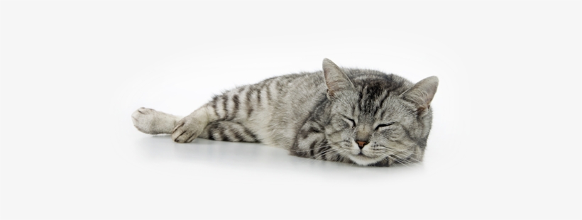 Alimento Natural Para Gatitos - Cat, transparent png download