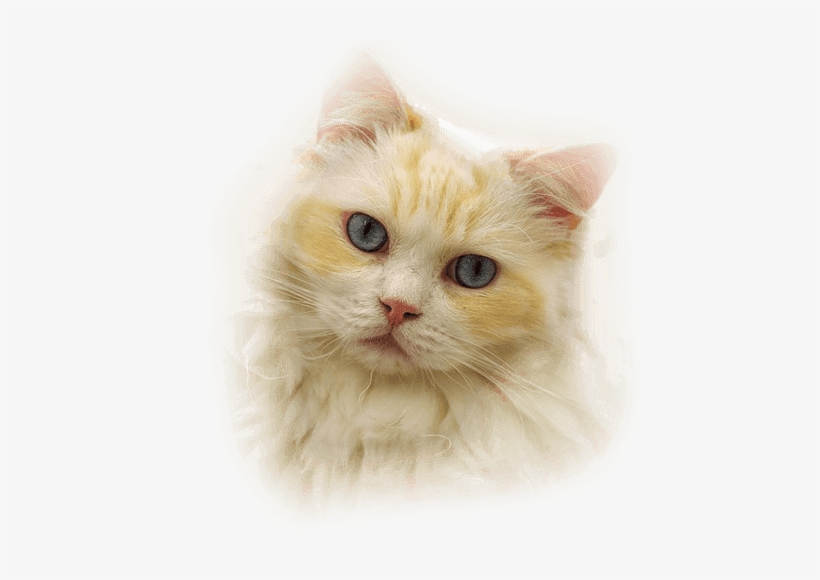 Press Question Mark To See Available Shortcut Keys - Gatos Con Fondo Transparente, transparent png download