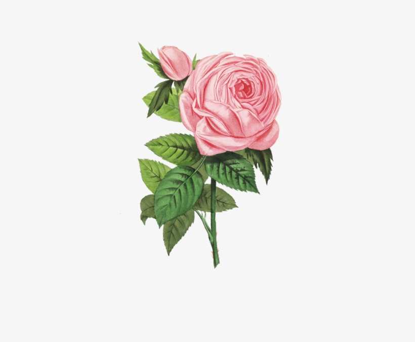 Share This Image - Floribunda, transparent png download