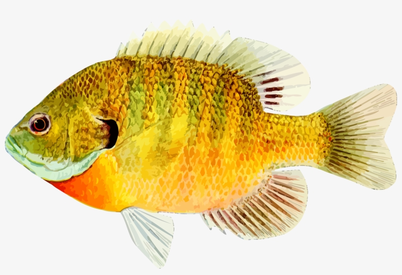 Free Free Photo Fish Download Jooinn - Fish Png, transparent png download