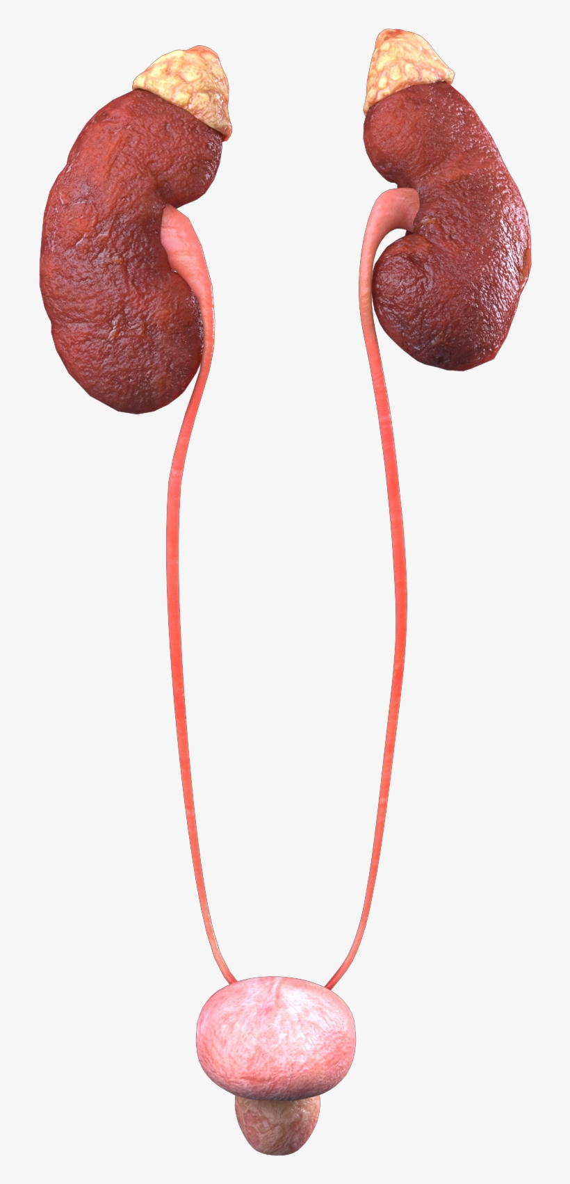 Guts 360 Urinary Only 184-copy - Earrings, transparent png download