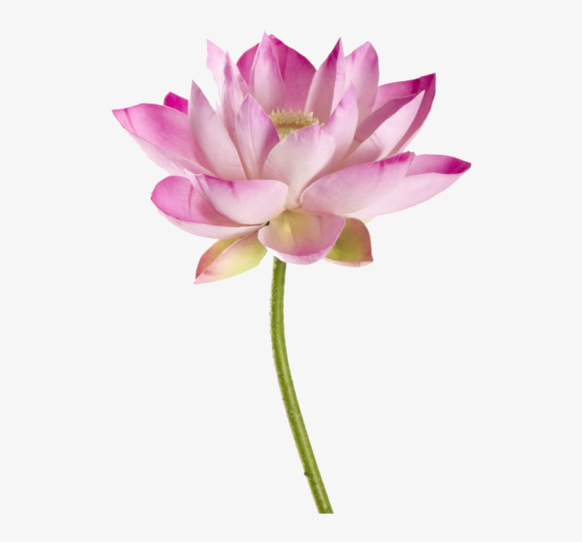 Sacred Lotus, transparent png download