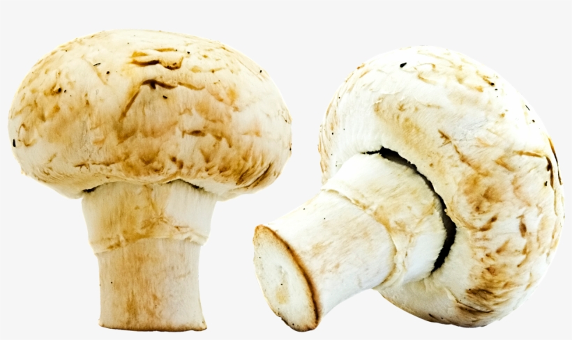 Mushroom Png Image With Transparent Background - Mushroom, transparent png download