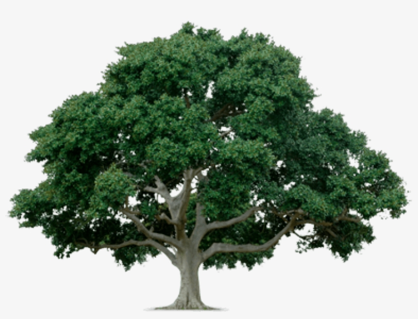 Free Png Tree Png Images Transparent - Tree With White Background, transparent png download