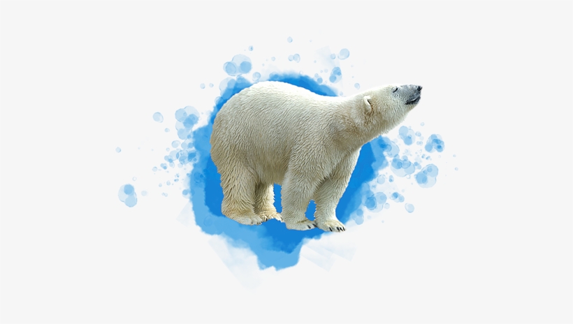 Polar Bear - World Of Zoology Png, transparent png download
