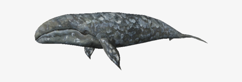 Gray Whale, transparent png download