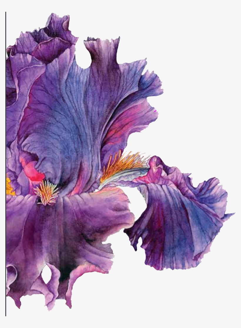 Back To All Case Studies - Bronnley - Iris Wild Cassis - Eau De Toilette 50ml, transparent png download