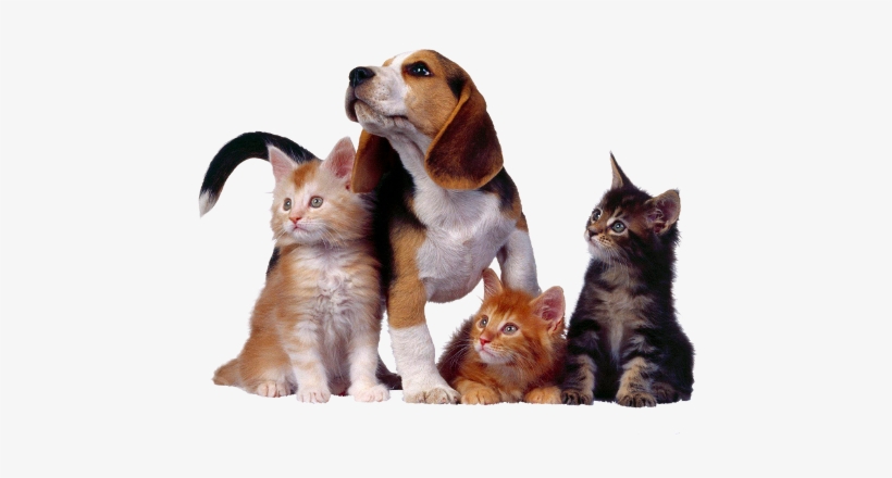 Dispomos De Um Espaço Moderno E Inovador, Totalmente - Three Kitten One Dog, transparent png download
