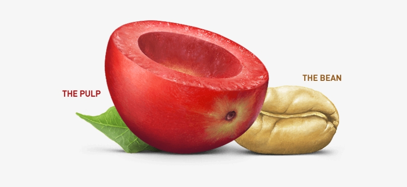 Fruit - Coffee Fruit, transparent png download