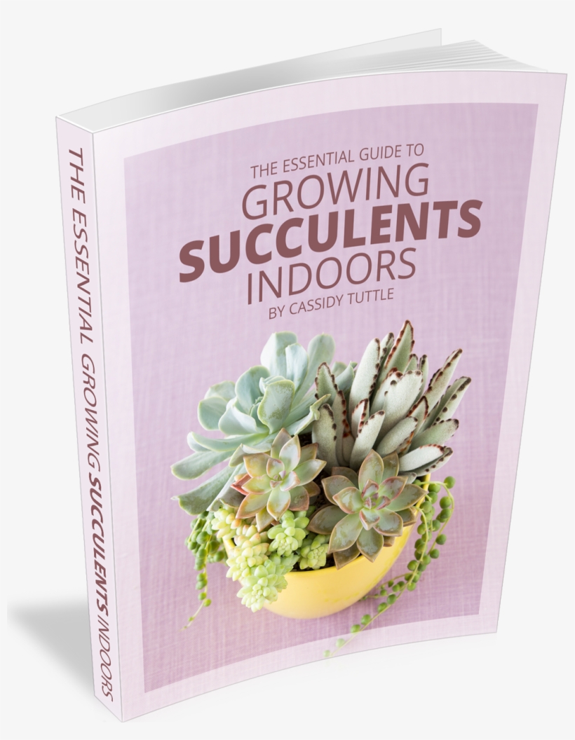 The Essential Guide To Growing Succulents Indoors - Growing Succulents Indoors, transparent png download