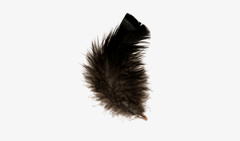 Transparent Background Black Feathers, transparent png download