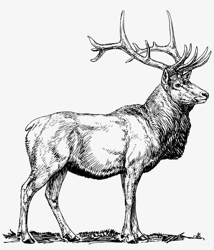 How To Set Use Deer Svg Vector, transparent png download