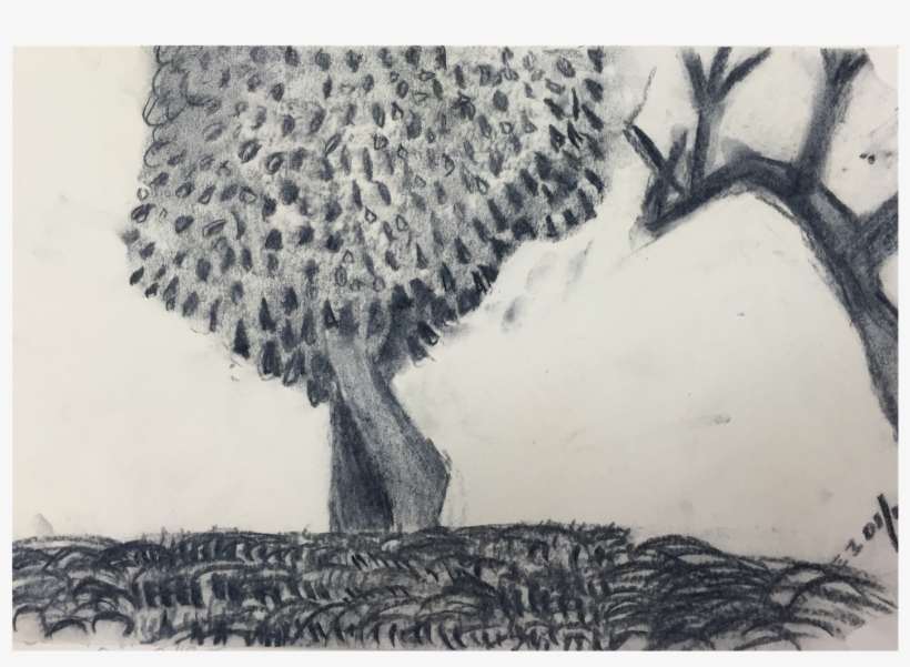 I Feel Very Condiment About My Skills Of Contrast, - Pond Pine, transparent png download