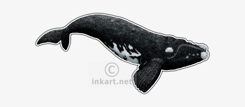 Southern Right Whale - Animals In Massachusetts, transparent png download