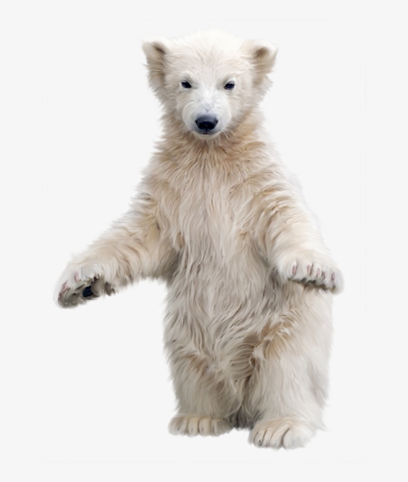 Polar Bear Transparent Background, transparent png download