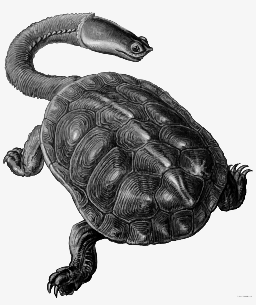 Prairie Falcon Clipart Turtle - Custom Prehistoric Turtle Shower Curtain, transparent png download