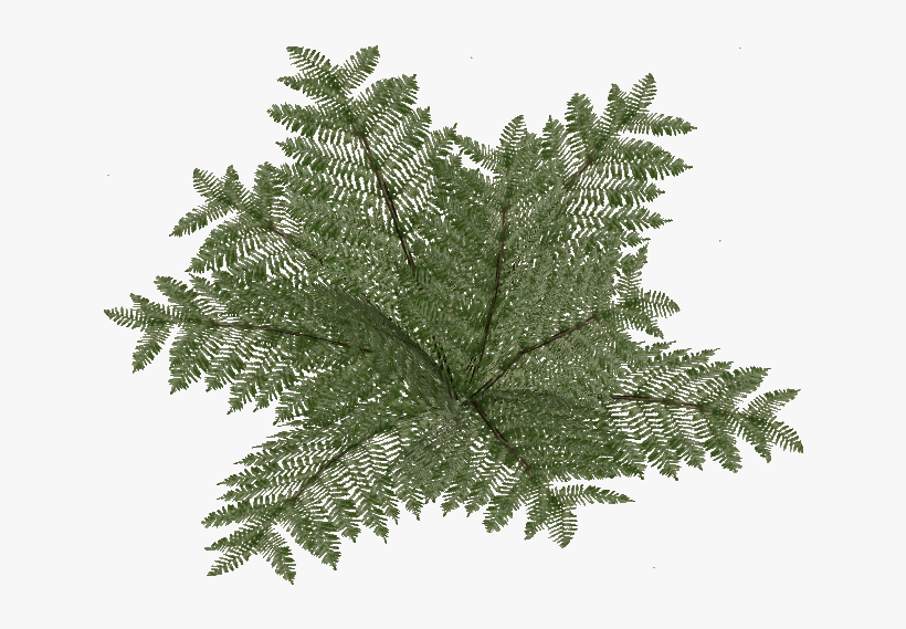 Bracken Fern 1 - Wiki, transparent png download