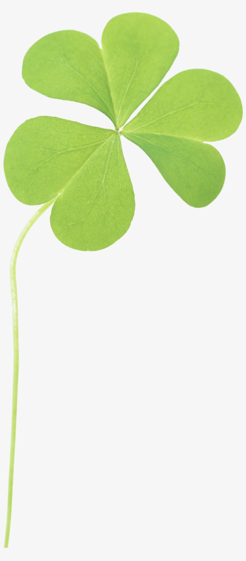 Clover Png Image - Clover, transparent png download