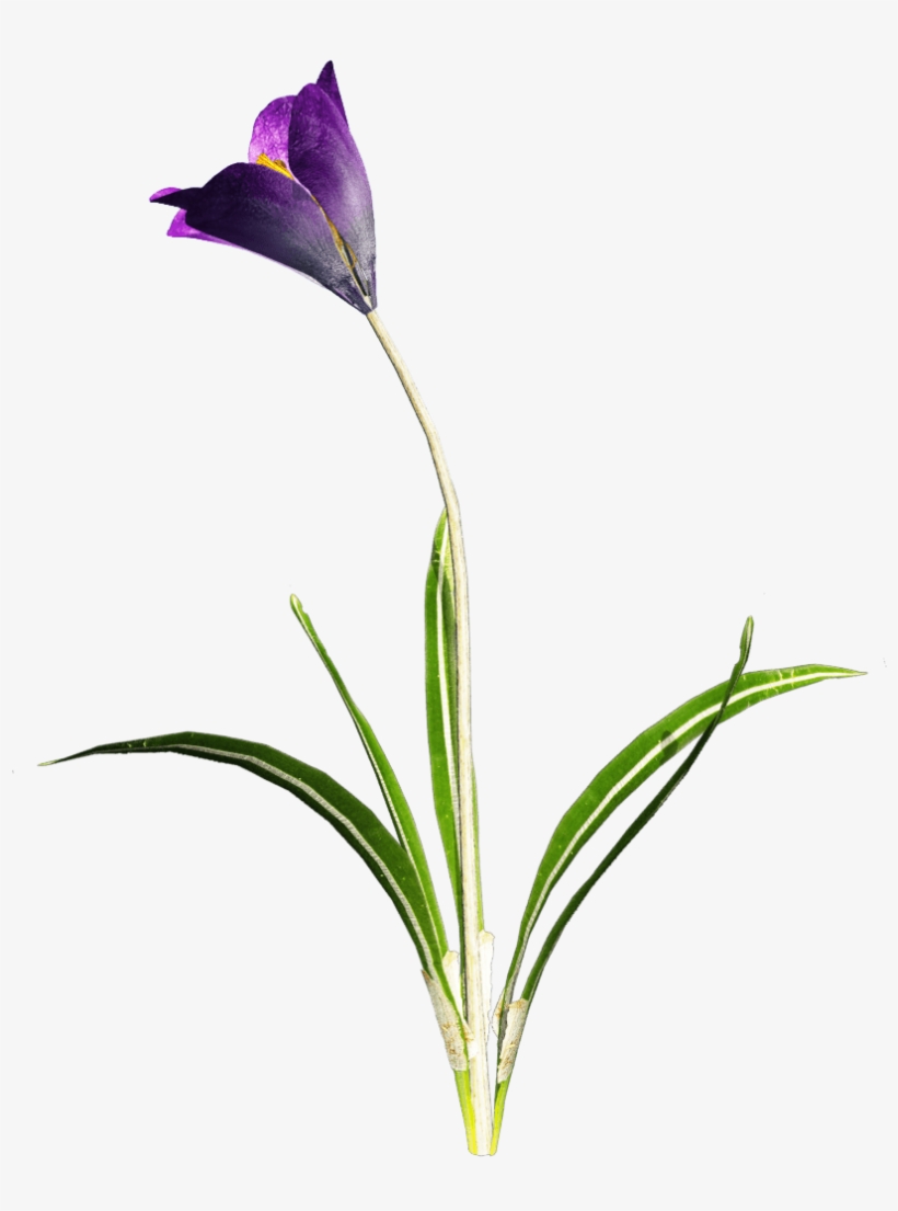 Crocus Purple Flower Png - Portable Network Graphics, transparent png download
