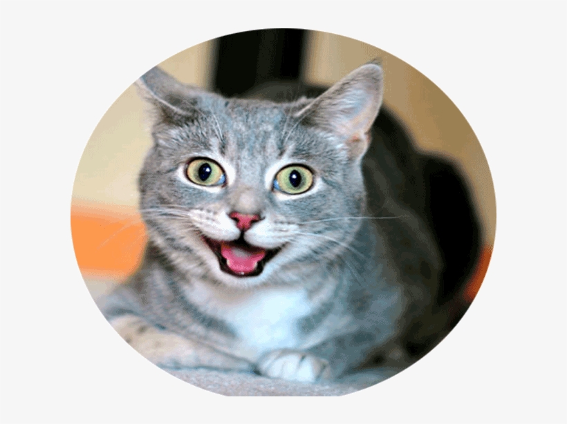 Todo Para El Cuidado De Tu Gato - Domestic Short-haired Cat, transparent png download