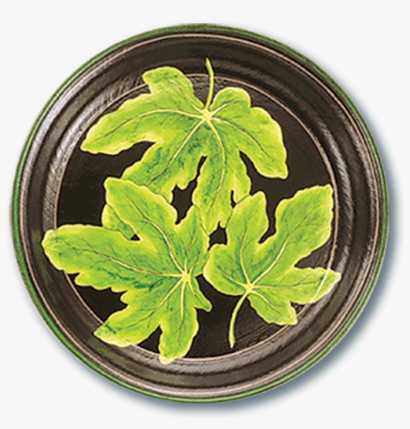 Tol-48 Fig Leaf - Fig Leaf, transparent png download