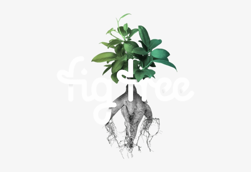 Fig Tree Digital - Common Fig, transparent png download