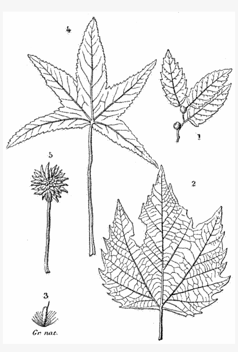 File - La Nature - 1878 - S1 - P044 - Les Périodes - Maple Leaf, transparent png download