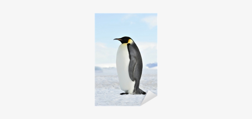 Emperor Penguin, transparent png download