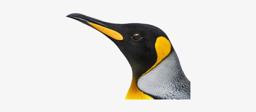 Penguins - King Penguin, transparent png download