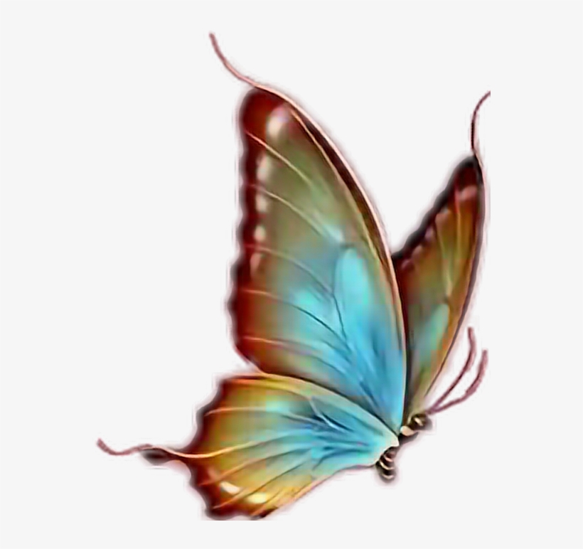 Report Abuse - Transparent Background Butterfly Png, transparent png download