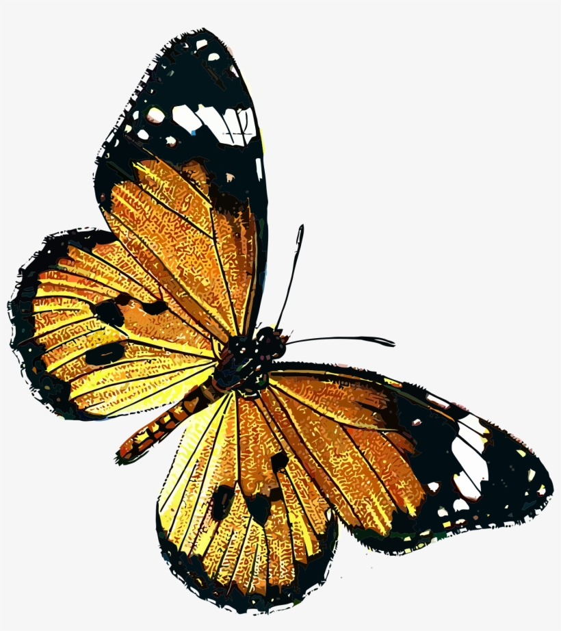 Big Image - Public Domain Butterfly, transparent png download