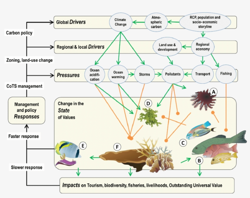 The Model Is Structured Within A Drivers Pressures - Conceptual Model, transparent png download